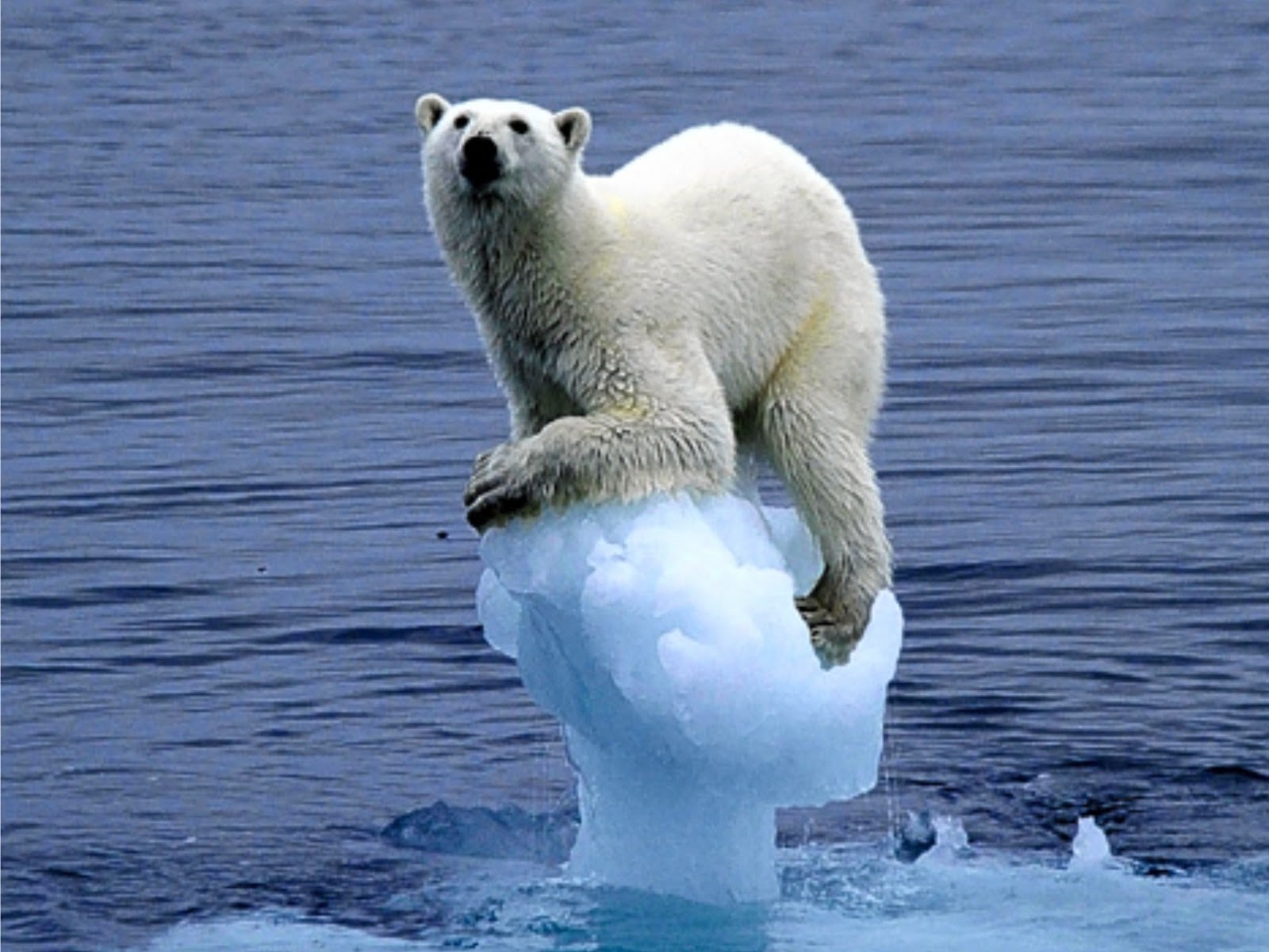 aquecimento-global-meio-ambiente-urso-polar-google imagens