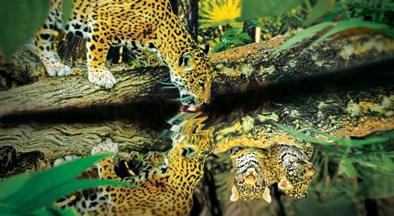 banner_felinos