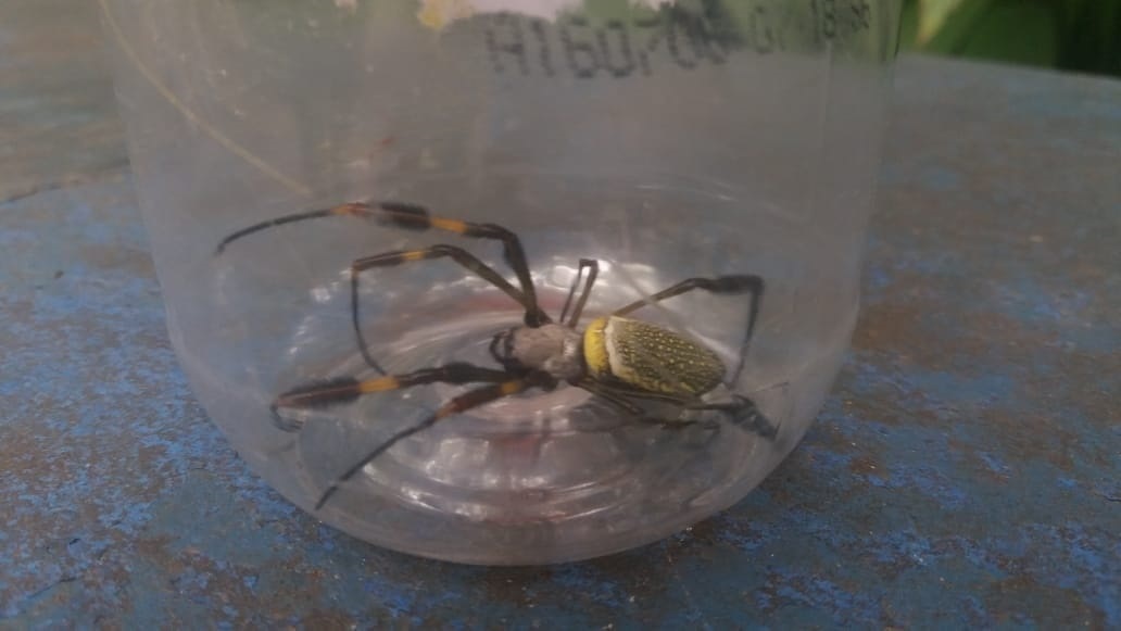 Aranhas de Biblioteca no Tatuapé não são venenosas